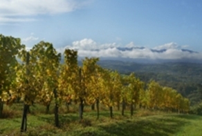 Jurançon