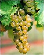 Viognier